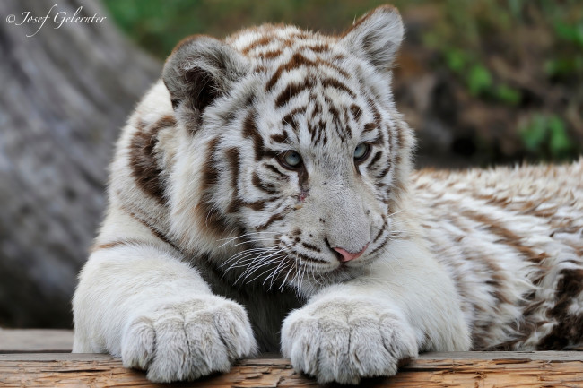 Обои картинки фото животные, тигры, белый, тигр