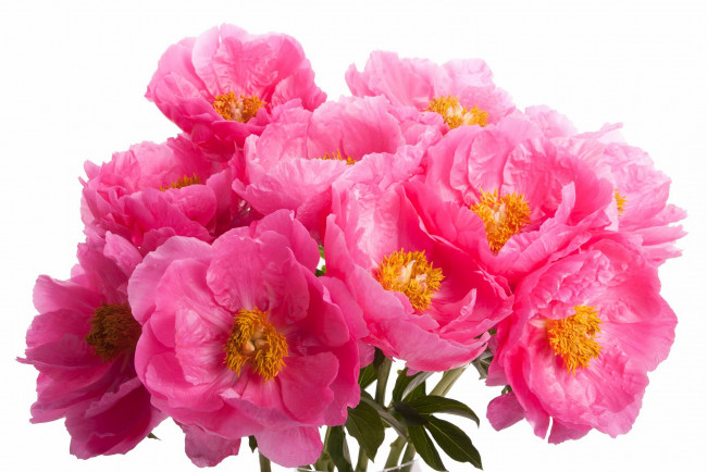 Обои картинки фото пионы, tango, цветы, розовые, букет