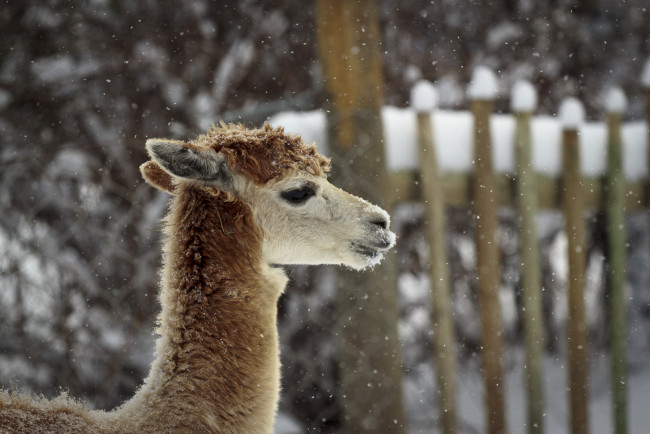 Обои картинки фото животные, ламы, лама, профиль, снег