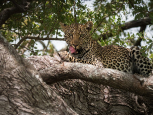 Картинка животные леопарды кошка морда язык дерево ветки листва