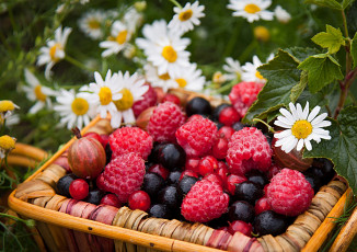 Картинка еда фрукты +ягоды смородина крыжовник малина клубника ромашки