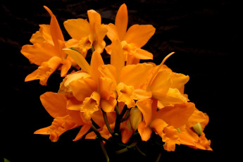 Картинка цветы орхидеи оранжевые