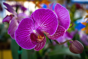 Картинка цветы орхидеи яркий