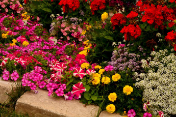 Картинка цветы разные+вместе бегония бархатцы петунья сад