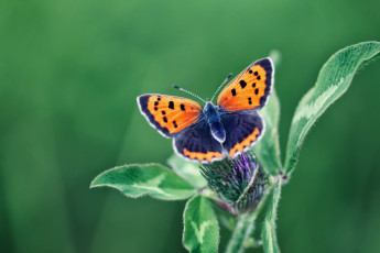Картинка животные бабочки макро бабочка насекомое цветок