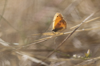 Картинка животные бабочки макро крылья
