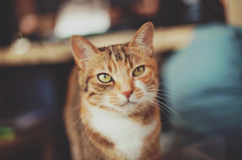 Картинка животные коты позирование взгляд серо-рыжий кот кошка