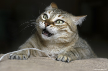 Картинка животные коты сердитый клыки мордаха