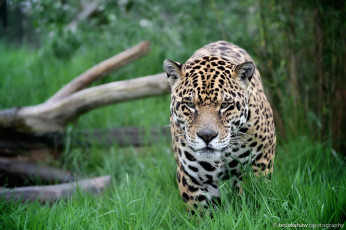 Картинка животные Ягуары кошка прогулка трава морда
