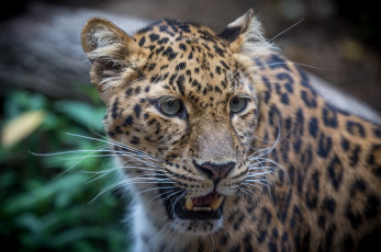 Картинка животные леопарды портрет морда кошка
