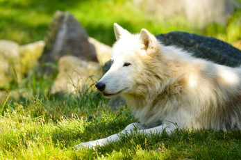 Картинка животные волки +койоты +шакалы профиль лето отдых лежит хищник белый волк