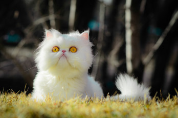 Картинка животные коты перс глаза