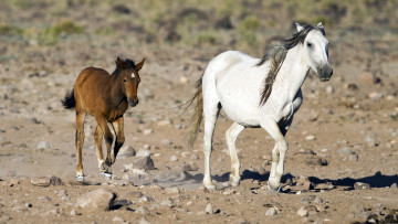 Картинка животные лошади детеныш кобыла бег мать семья пара жеребенок