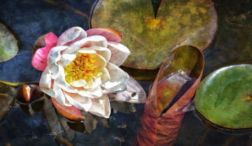 Картинка цветы лилии+водяные +нимфеи +кувшинки вода