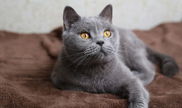 Картинка животные коты взгляд серая кошка