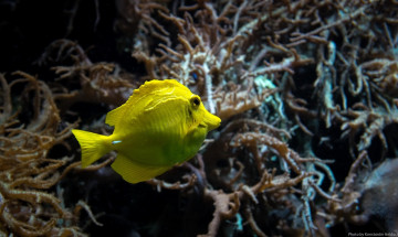 Картинка животные рыбы аквариум рыбка макро желтый