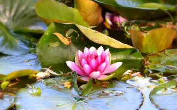 Картинка цветы лилии+водяные +нимфеи +кувшинки листья водяная лилия вода