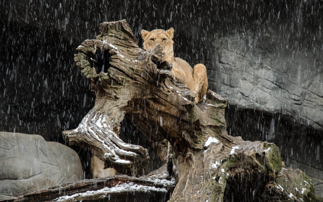 Обои картинки фото животные, львы, морда, лежит, кошка, снег, снегопад, бревно