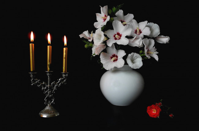 Обои картинки фото цветы, разные вместе, свечи, вьюнок, гибискус, роза