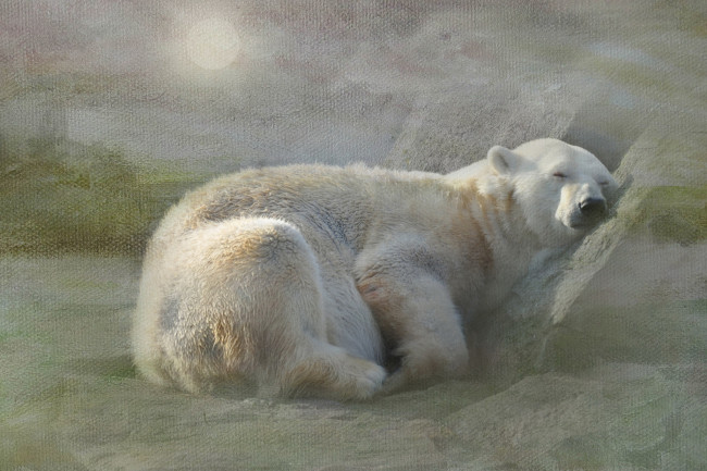Обои картинки фото животные, медведи, белый, медведь, снег, полярный, текстура, отдых, сон