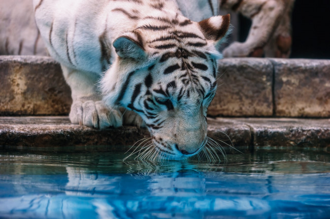 Обои картинки фото животные, тигры, водопой, зоопарк, вода, морда, кошка, белый