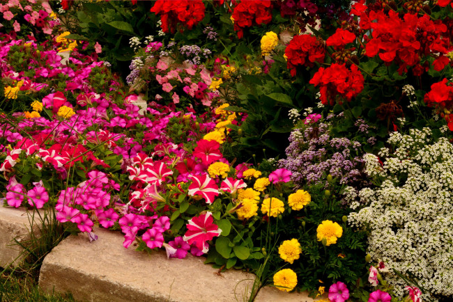 Обои картинки фото цветы, разные вместе, бегония, бархатцы, петунья, сад