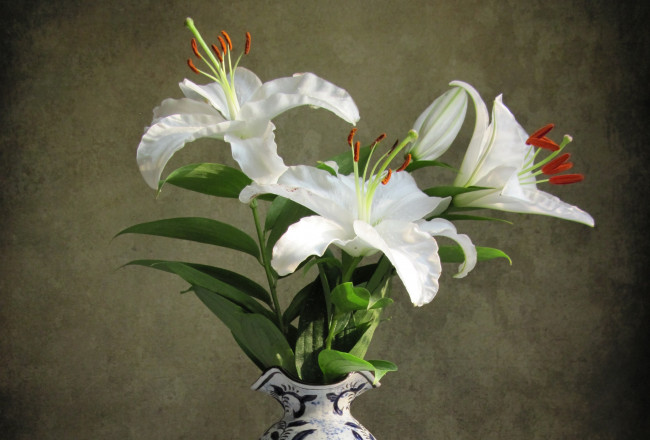 Обои картинки фото цветы, лилии,  лилейники, белый
