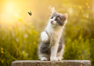 Картинка животные коты камень котёнок природа боке бабочка животное
