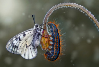 Картинка животные разные+вместе цветок макро бабочка гусеница