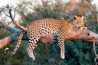 Картинка животные леопарды леопард лежит хищник природа солнце на дереве