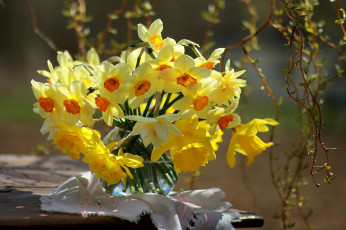 Картинка цветы нарциссы май лето дача композиция весна флора природа натюрморт