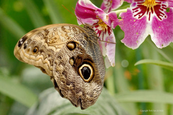 Картинка животные бабочки +мотыльки +моли бабочка орхидеи