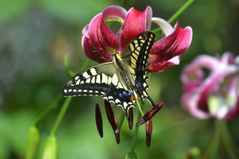 Картинка животные бабочки +мотыльки +моли цветок боке тычинки бабочка