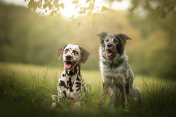 Картинка животные собаки две боке друзья