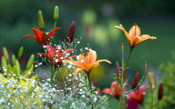Картинка цветы лилии +лилейники красиво summer лето beautiful