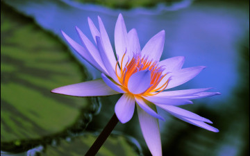 Картинка цветы лилии+водяные +нимфеи +кувшинки природа лепестки лист лилия вода макро