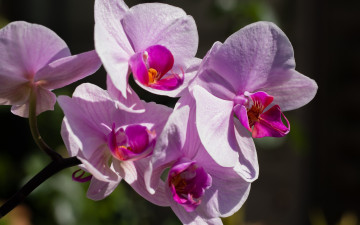 Картинка цветы орхидеи макро орхидея фаленопсис