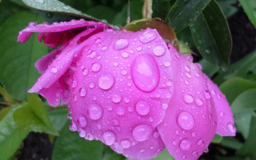 Картинка цветы пионы дождик май цветок пион капли