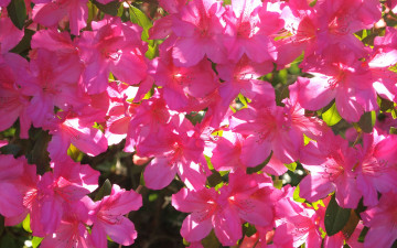 Картинка цветы рододендроны+ азалии весна обои лепестки сад