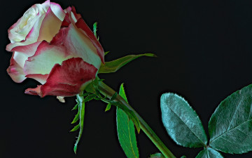 Картинка цветы розы листья крупным планом стебель черный фон роза бутон