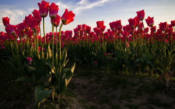 Картинка цветы тюльпаны красные поле небо