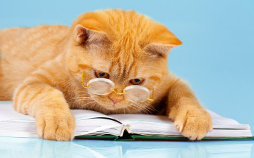 обоя юмор и приколы, лапы, лежит, читает, юмор, кот, фон, рыжий, книга, умный, очки