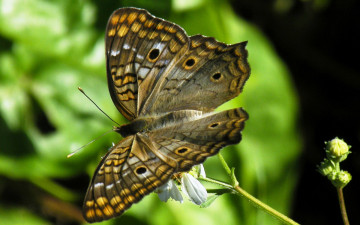 Картинка животные бабочки +мотыльки +моли бабочка природа мотылек крылья