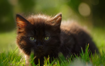 Картинка животные коты черный цвет трава