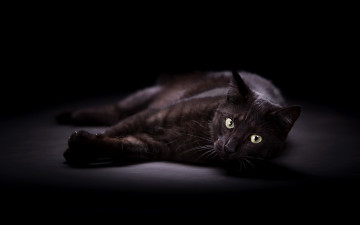 Картинка животные коты черный фон