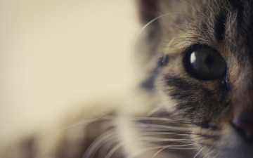 Картинка животные коты глаз