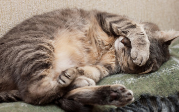Картинка животные коты шерсть серый отдыхает плед лапы спит лежит кот