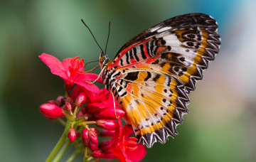 Картинка животные бабочки +мотыльки +моли бабочка мотылек cethosia hypsea крылья цветок