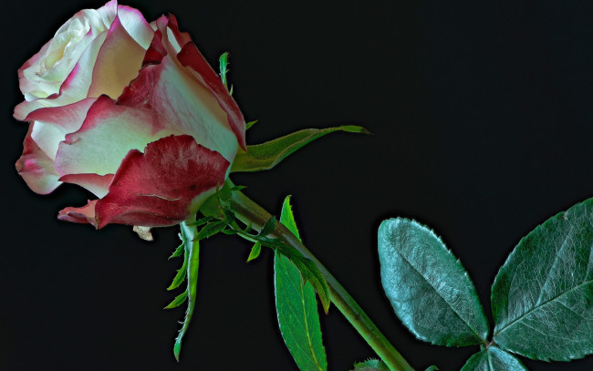 Обои картинки фото цветы, розы, листья, крупным, планом, стебель, черный, фон, роза, бутон