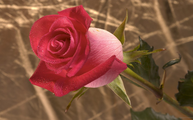 Обои картинки фото цветы, розы, роза, роса, стебель, обои, бутон